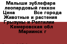 Малыши эублефара ( леопардовый геккон) › Цена ­ 1 500 - Все города Животные и растения » Грызуны и Рептилии   . Кемеровская обл.,Мариинск г.